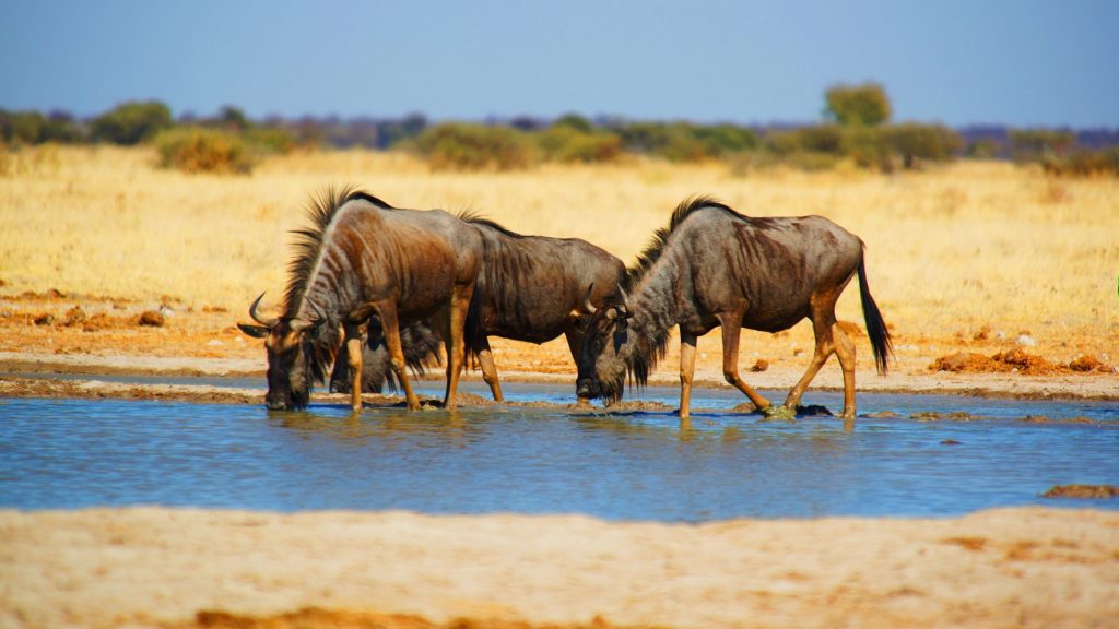 I Gnu - Richy Safaris Kenya