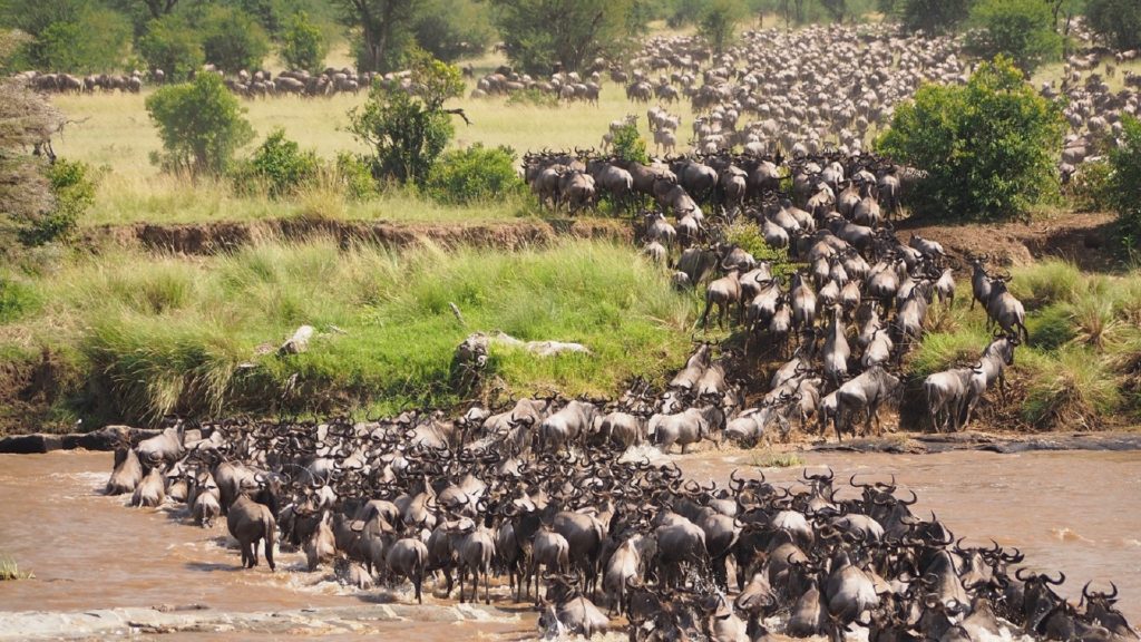 Masai Mara grande migrazione