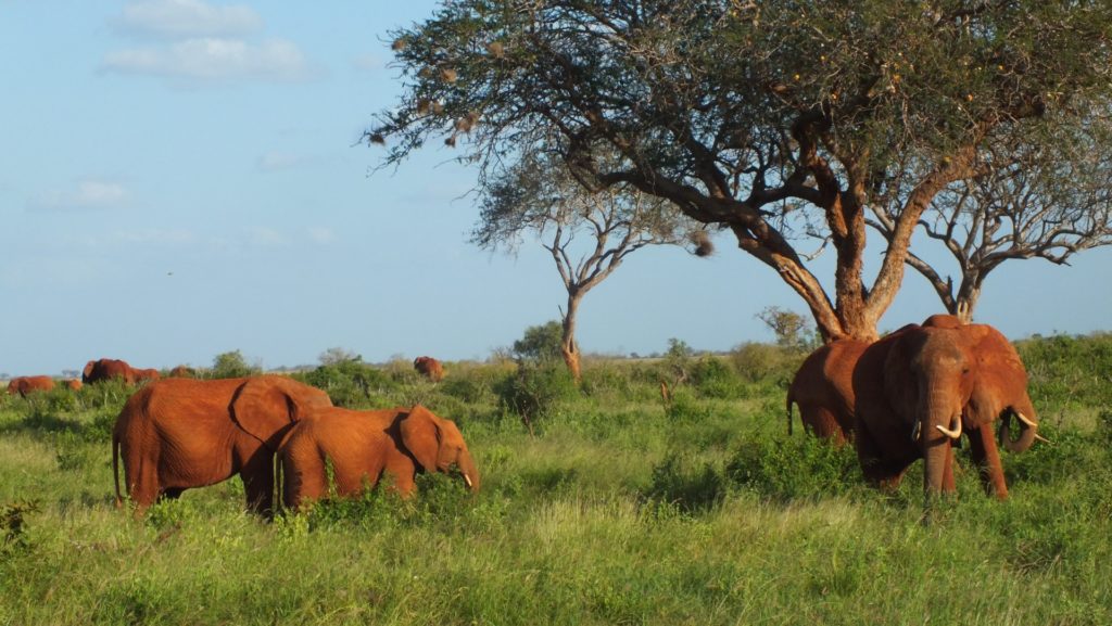 Elefanti - Richy safaris kenya