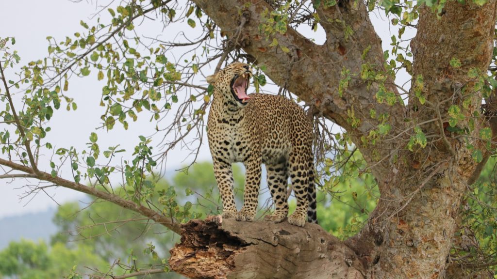 Ghepardo Safari Amboseli