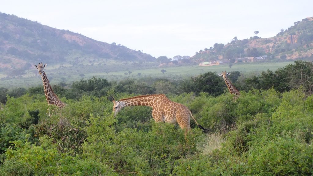 Giraffa - Safari Kenya